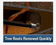 Tree Root Intrusions Rozelle